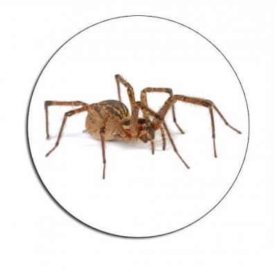 Toiletsticker Spin - 1