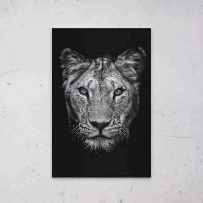 Leeuwin Zwart Wit geprint op Aluminium - 1