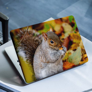 Eichhörnchen-Laptop-Aufkleber – 1