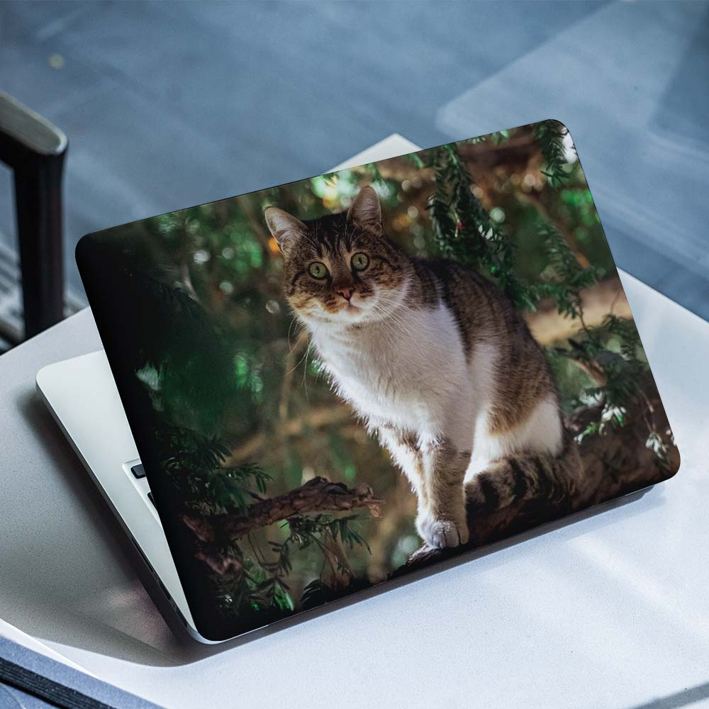 Katze-Kurzhaar-Laptop-Aufkleber – 1