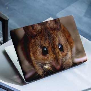 Ratten-Laptop-Aufkleber – 1