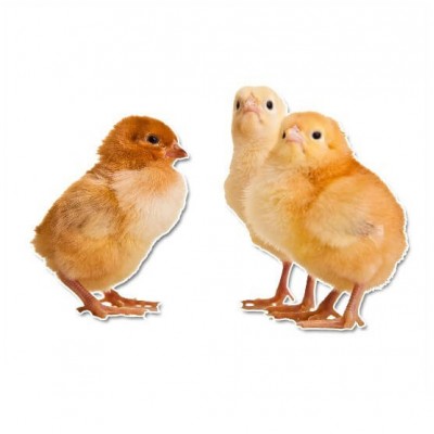 3 kuikentjes muursticker - 1