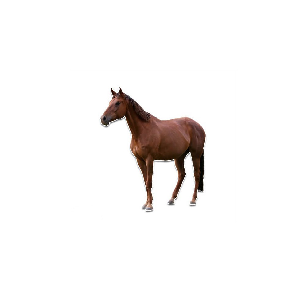 Wandtattoo Pferd - 1
