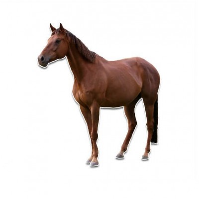 Paard muursticker - 1